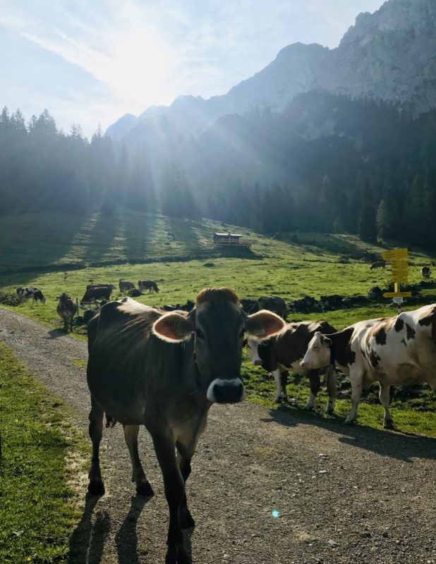 Alpenkühe vor Bergpanorama: Etappe 4 Kaisertour