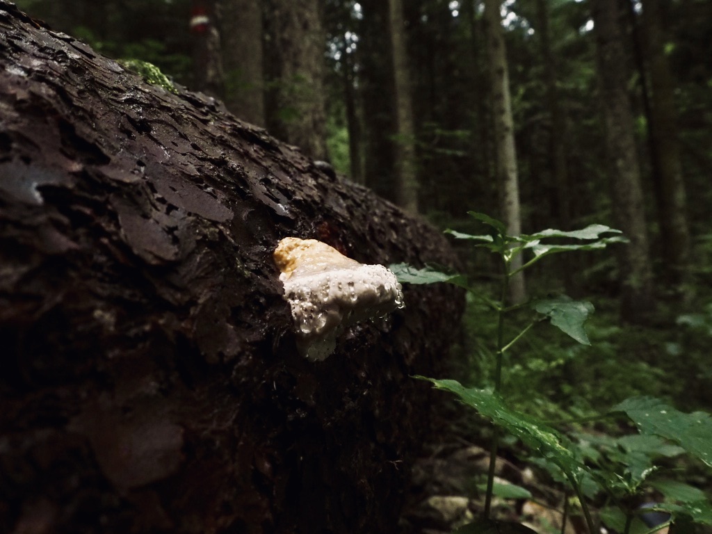 Pilze im Wald: Kaisergebirge