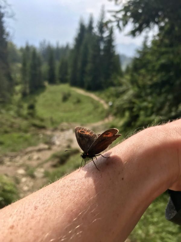Schmetterlinge Kaisergebirge, Etappe 3 Kaisertour