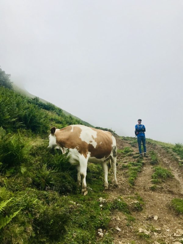Kühe im Kaisergebirge - Etappe 2 Kaisertour