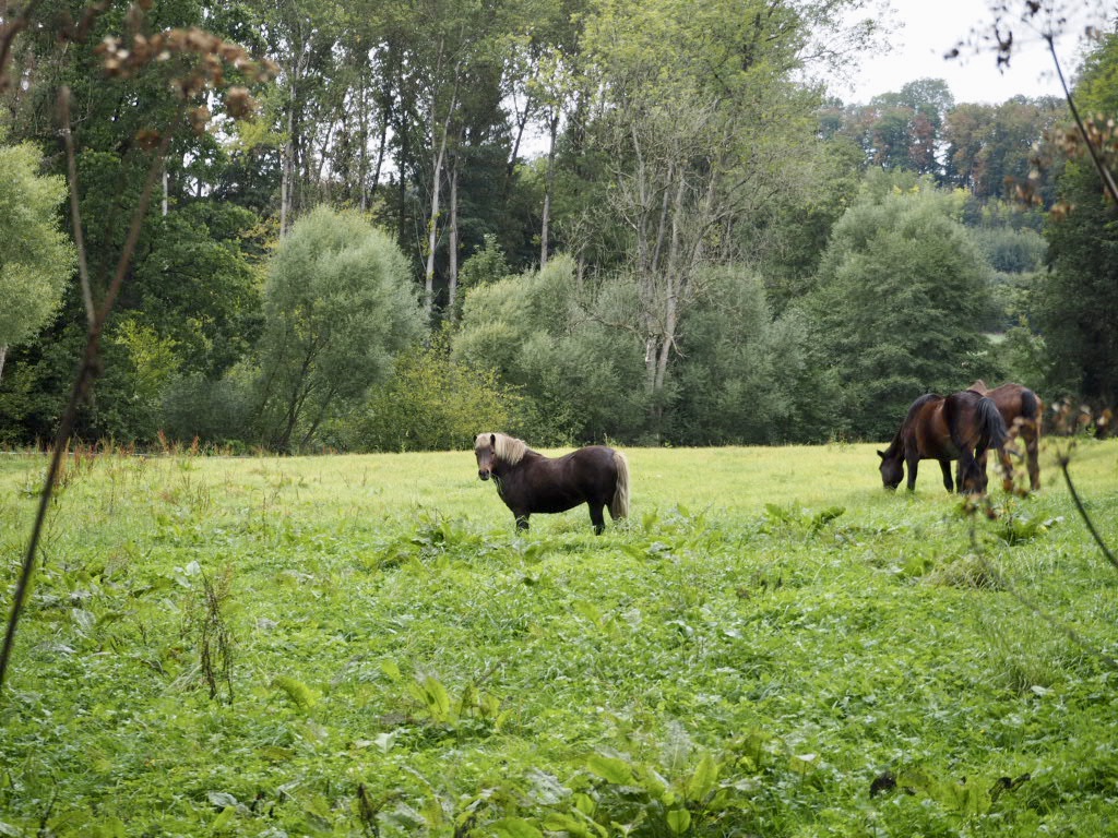Pferde am Osterbergweg