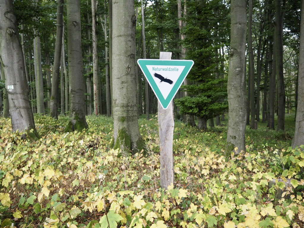 Naturzelle im Naturerbe-Wald Altenbeken